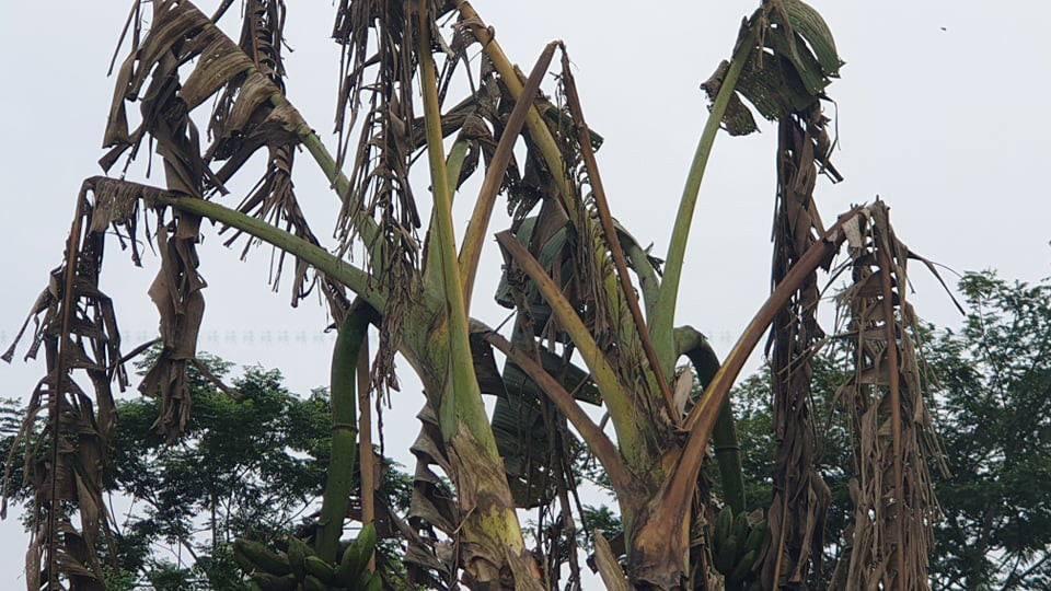 https://www.setopati.com/uploads/shares/2020/sujita/bananna kheti/banana kheti (1).jpg